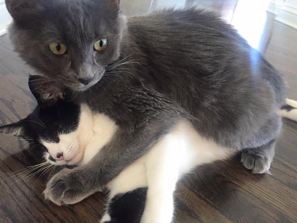 CCSPCA Pet of the Week -- Keiko